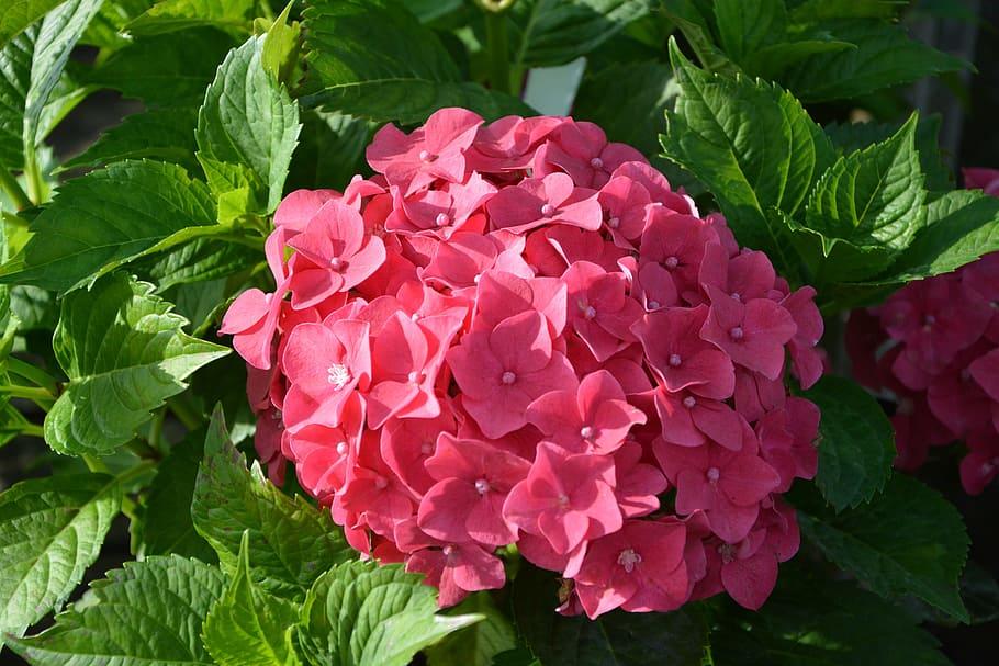 Dark-pink flower, white anthers and green leaves