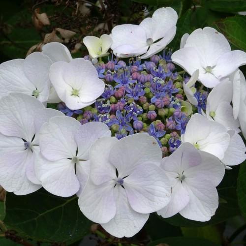 White flowers with yellow-blue center. with green leaves