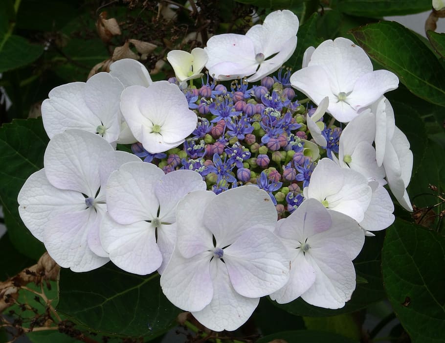White flowers with yellow-blue center. with green leaves