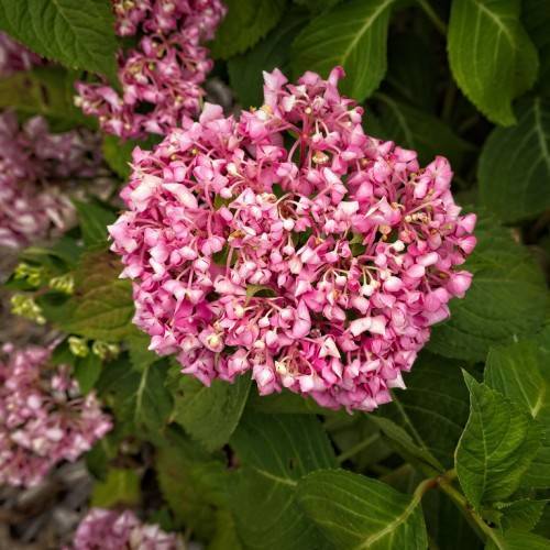 Bigleaf Hydrangea macrophylla 'Venice Raven' CITYLINE VENICE- Large mophead blooms in shades of pink and vibrant green foliage