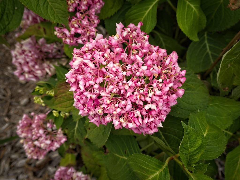 Bigleaf Hydrangea macrophylla 'Venice Raven' CITYLINE VENICE- Large mophead blooms in shades of pink and vibrant green foliage