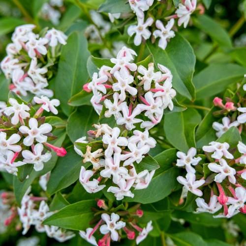White flower with pink-buds, green leaves, yellow petiole,  white hair, yellow midrib, veins and blades.