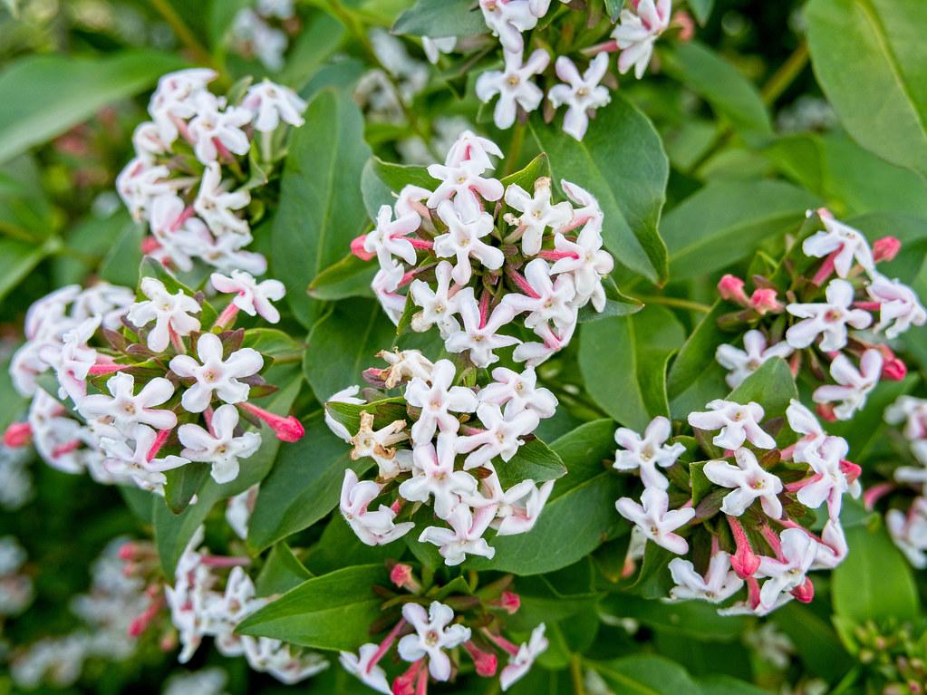 Dark-green leaves with white-pink flowers and green stem.
