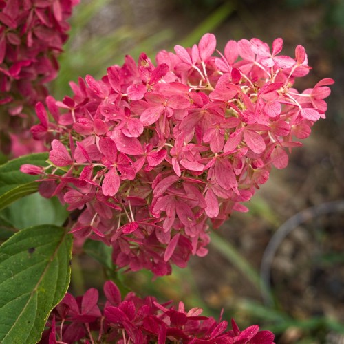 Magenta flower with beige stems,  green leaves, yellow-brown midrib, yellow veins and blades.