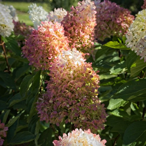 Magenta-white flower with yellow stems, green leaves, yellow midrib and veins.