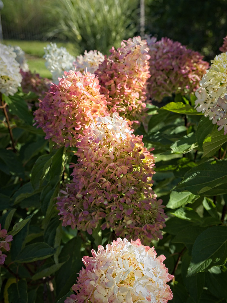 Panicle Hydrangea paniculata 'SMNHPRZEP' ZINFIN DOLL showcasing large, cone-shaped flower clusters in shades of pink and white with green leaves