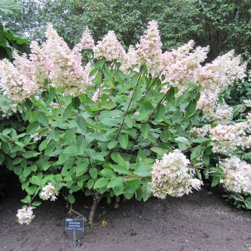 Panicle Hydrangea paniculata 'Chantilly Lace'featuring lacy white-pink flower clusters and green leaves on brown stems
