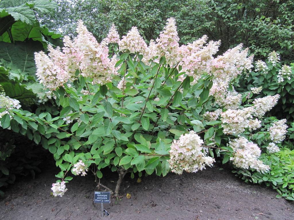 Panicle Hydrangea paniculata 'Chantilly Lace'featuring lacy white-pink flower clusters and green leaves on brown stems