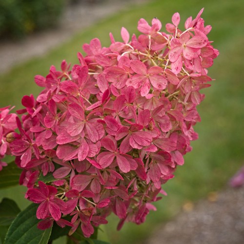 Magenta flower with beige stems, green leaves, yellow midrib, veins and blades.