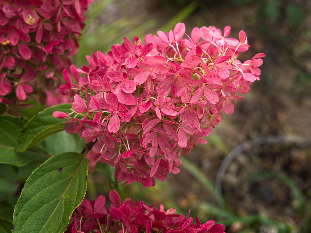 Panicle Hydrangea paniculata 'WIMS RED' FIRE AND ICE displaying deep pink flowers cluster and green leaves