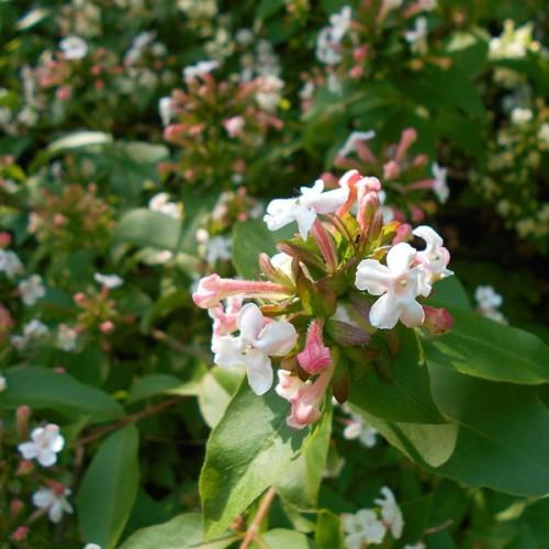 pink-white flowers, pink buds with pink-green sepals, green leaves and brown stems