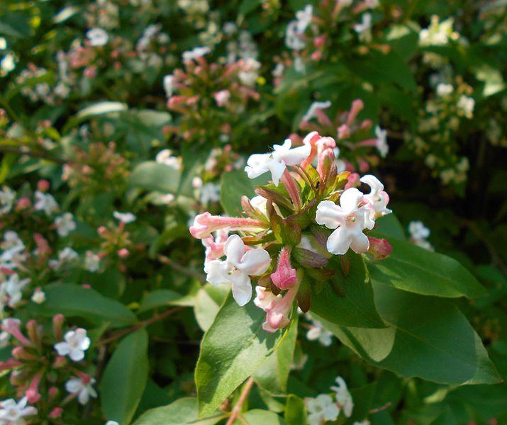 pink-white flowers, pink buds with pink-green sepals, green leaves and brown stems