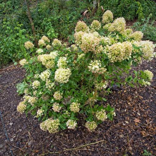 Panicle Hydrangea paniculata 'Jane' LITTLE LIME showcasing compact lime green flower clusters, surrounded by vibrant green leaves