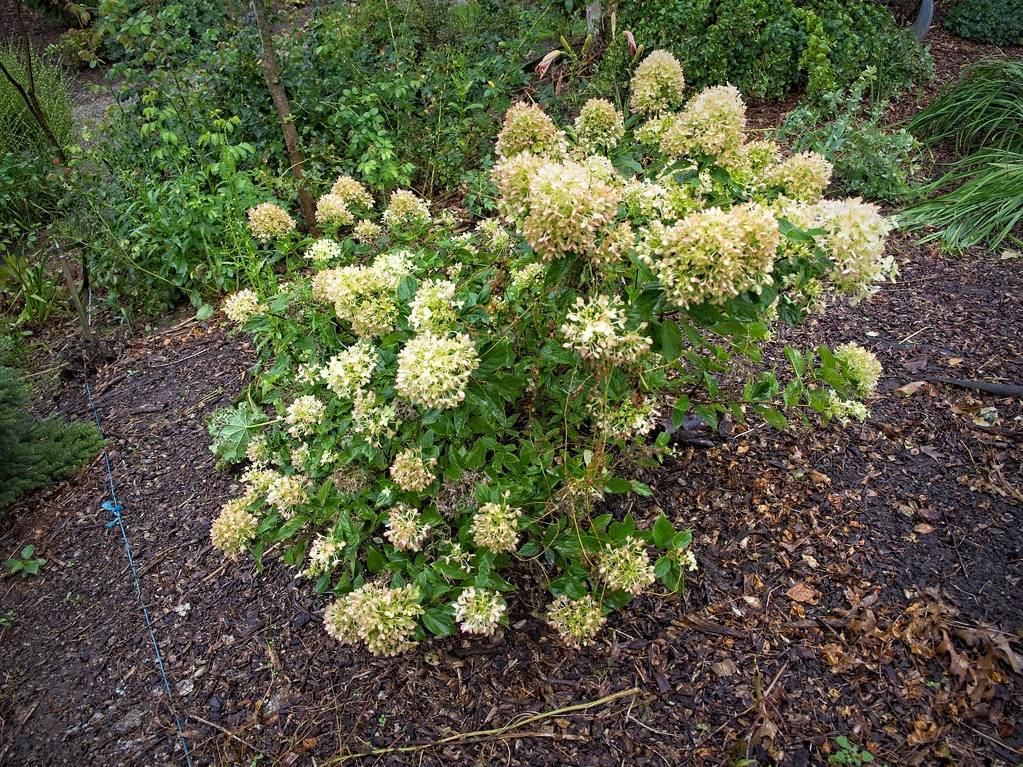 Panicle Hydrangea paniculata 'Jane' LITTLE LIME showcasing compact lime green flower clusters, surrounded by vibrant green leaves