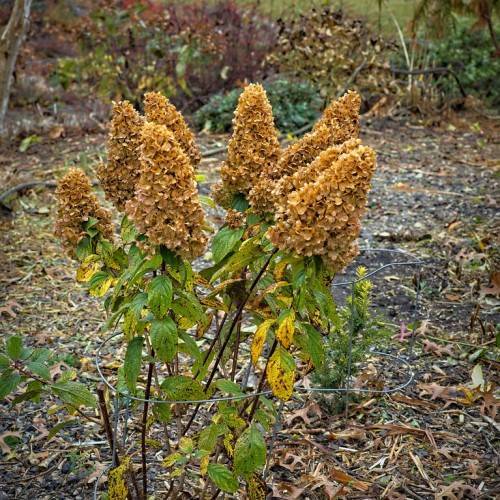 Panicle hydrangea paniculata 'Kolmakilima' MOONROCK featuring brownish clusters of flowers resembling moonlit rocks with green leaves atop brown stems