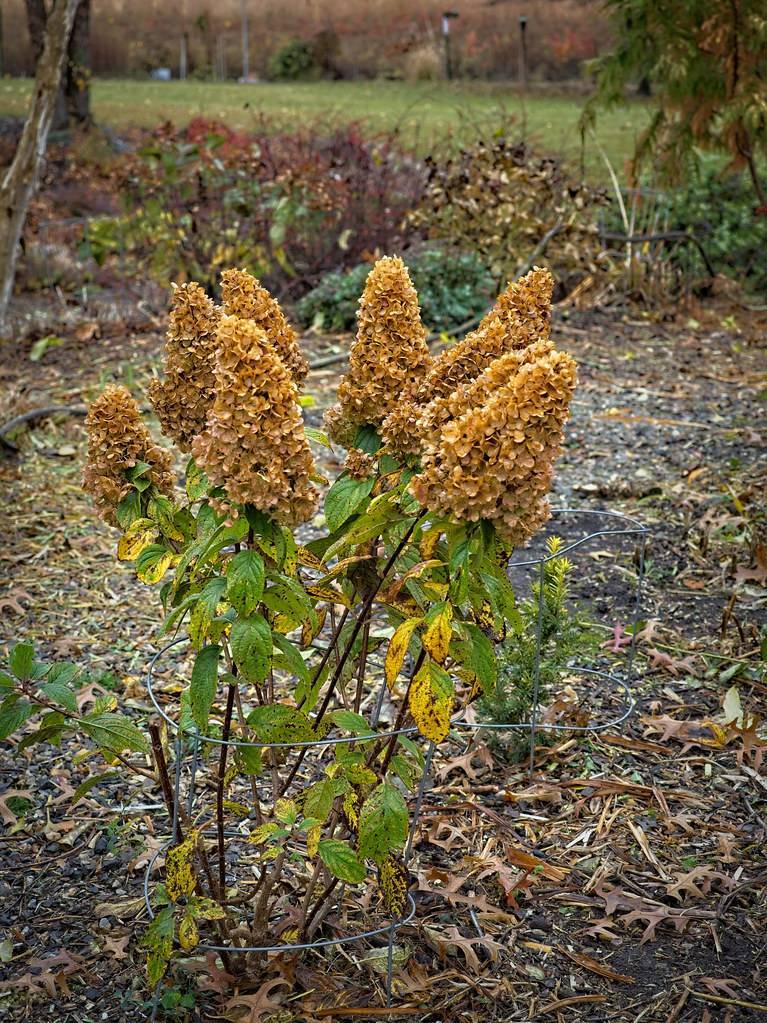Panicle hydrangea paniculata 'Kolmakilima' MOONROCK featuring brownish clusters of flowers resembling moonlit rocks with green leaves atop brown stems