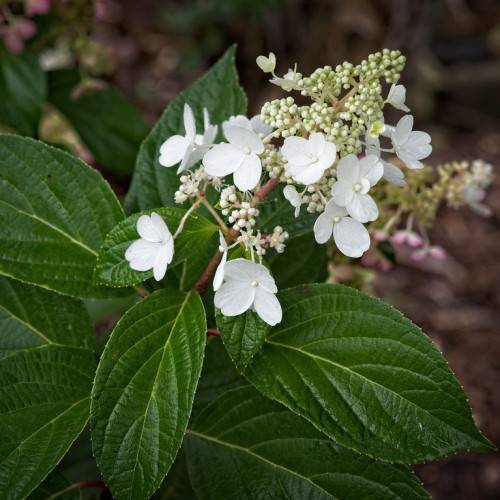Panicle Hydrangea paniculata 'Le Vasterival' FIRST EDITIONS GREAT STAR displaying four petaled flower clusters in pure white and green leaves