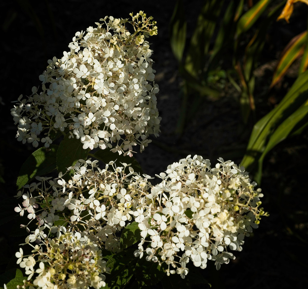 Panicle Hydrangea paniculata 'Piihp-1' BABY LACE showcasing lace-like flower clusters in creamy white and green leaves