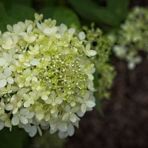Panicle Hydrangea paniculata 'Limelight' displaying largecone-shaped flower clusters in lime green hue