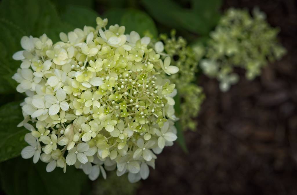Panicle Hydrangea paniculata 'Limelight' displaying largecone-shaped flower clusters in lime green hue