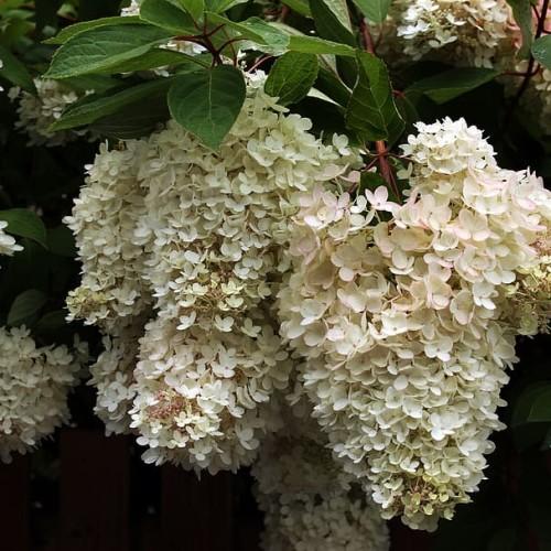 Off-white flower with brown stems, green leaves, yellow blades, yellow midrib and veins