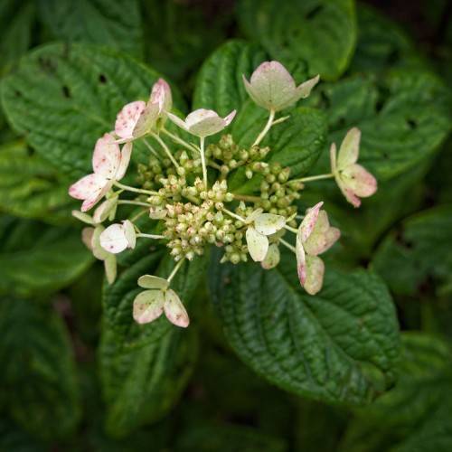 Panicle Hydrangea paniculata 'Piihp-1' BABY LACE showcasing lace-like flower clusters in creamy white-pink with lush green foliage
