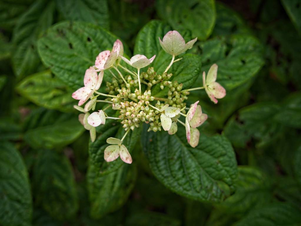 Panicle Hydrangea paniculata 'Piihp-1' BABY LACE showcasing  lace-like flower clusters in creamy white-pink with lush green foliage