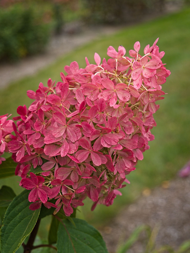 Panicle Hydrangea paniculata 'WIMS RED' FIRE AND ICE showcasing flowers with a mix of fiery red and pink hues