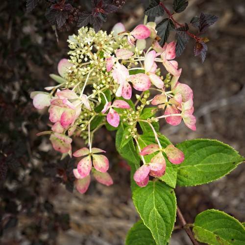 Panicle Hydrangea paniculata 'Rendia' DIAMOND ROUGE showcasing abundant flower clusters in rich shades of red or pink and white with green leaves