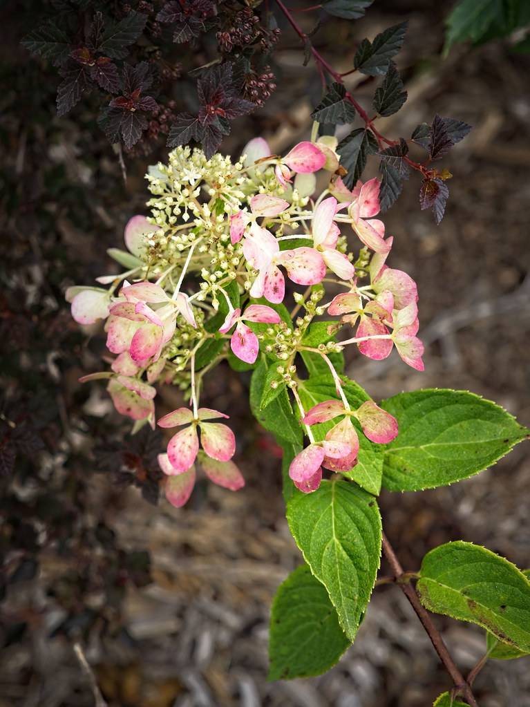 Panicle Hydrangea paniculata 'Rendia' DIAMOND ROUGE showcasing abundant flower clusters in rich shades of red or pink and white with green leaves