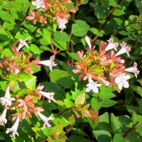 red stems full of green leaves and pink-white flowers.