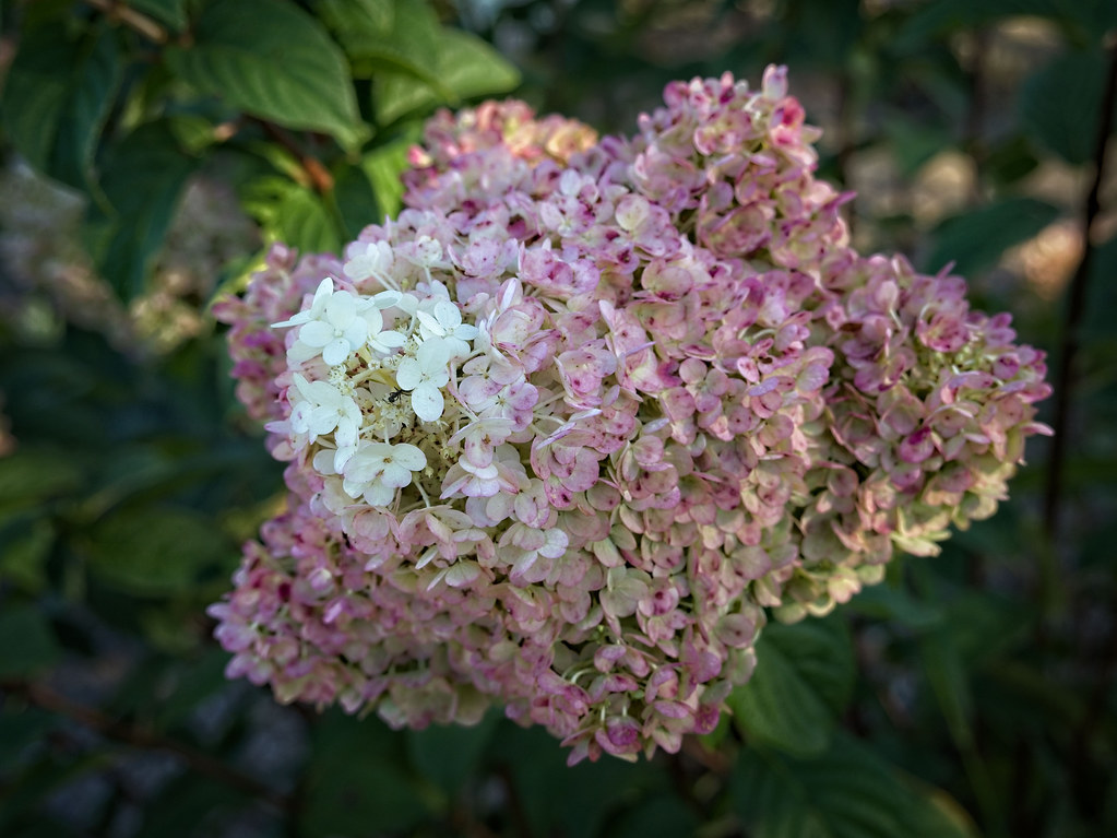 Panicle Hydrangea paniculata 'SMNHPPH' LIMELIGHT PRIME showcasing large, cone-shaped flower clusters in pink, purple, white or green hue