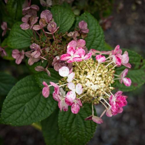 Panicle Hydrangea paniculata 'SMHPLQF' LITTLE QUICK FIRE showcasing flower clusters transitioning from creamy white to pink and green green leaves