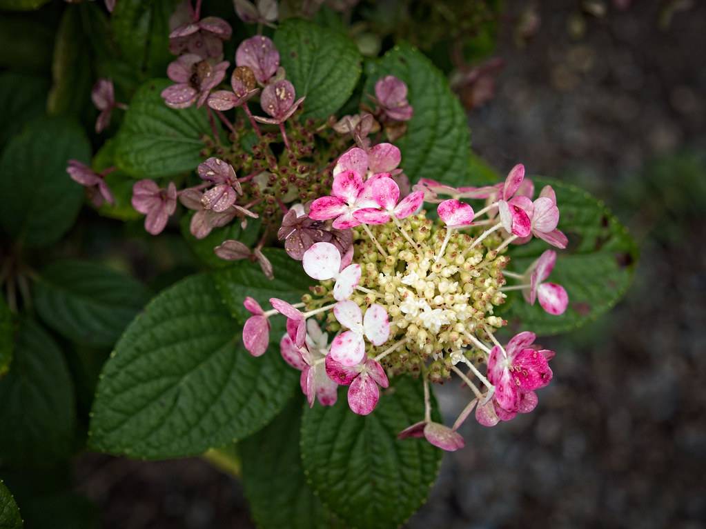 Panicle Hydrangea paniculata 'SMHPLQF' LITTLE QUICK FIRE showcasing flower clusters transitioning from creamy white to  pink and green green leaves