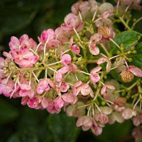 Panicle Hydrangea paniculata 'Tardiva' featuring elongated white flower clusters transitioning to a soft pink hue with green leaves