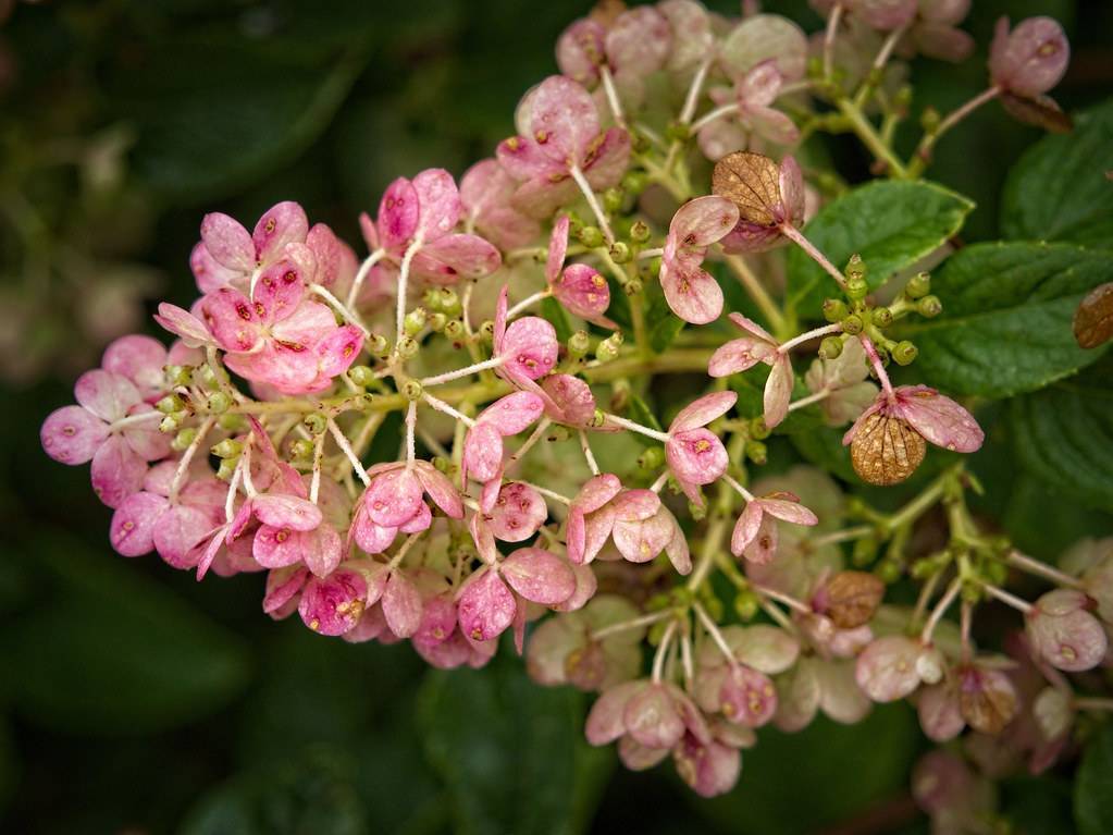 Panicle Hydrangea paniculata 'Tardiva' featuring elongated white flower clusters transitioning to a soft pink hue with green leaves