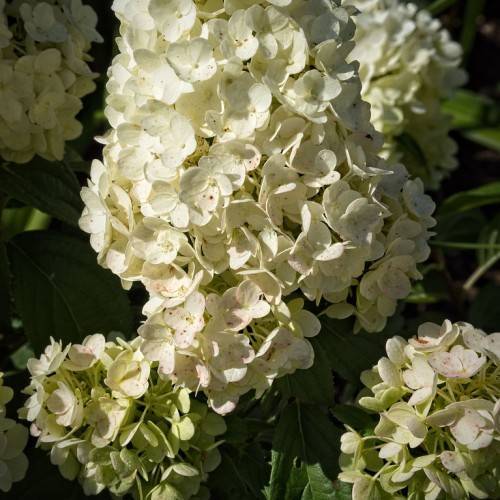 Panicle Hydrangea paniculata 'White Moth' showcasing abundant white flowers cluster against lush green leaves