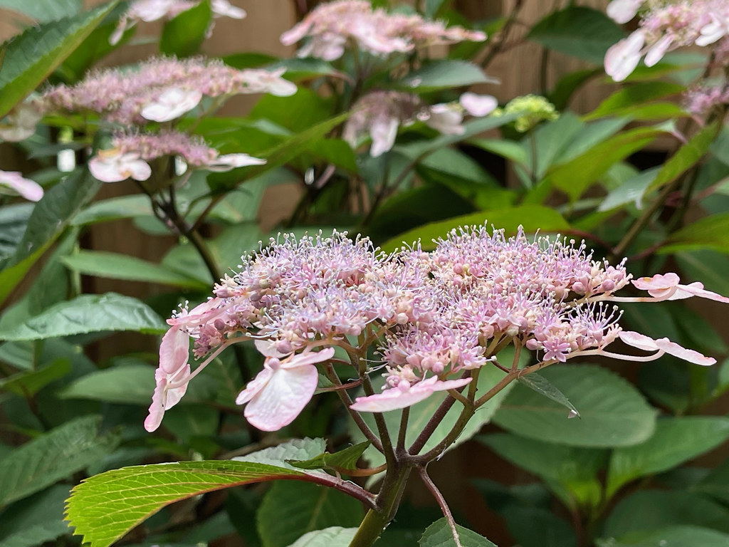 Hydrangea 'Preziosa' displaying vibrant, multi-colored flowers in shades of pink, purple, and burgundy on green-brown stem branches against a backdrop of lush green foliage 