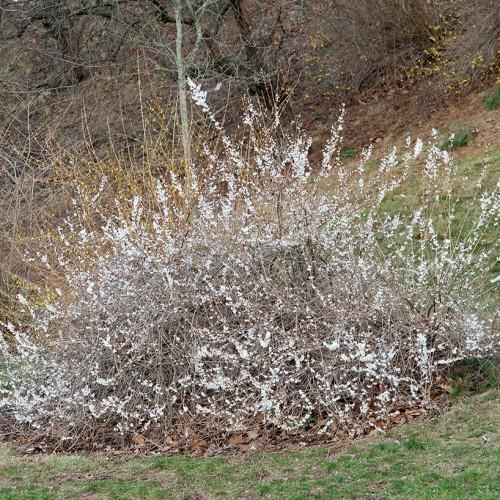 Gray-brown twigs, full of white flowers. 