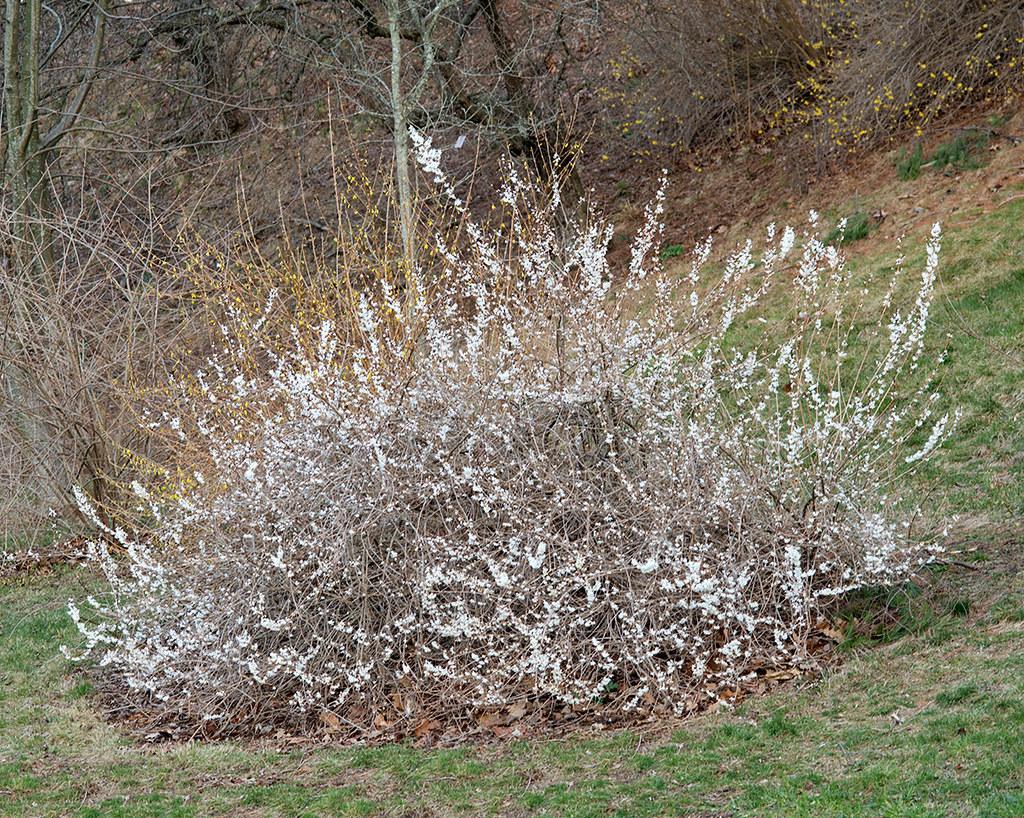Gray-brown twigs, full of white flowers. 