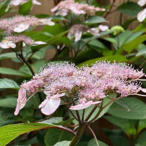 Hydrangea 'Preziosa' displaying vibrant, multi-colored flowers in shades of pink, purple, and burgundy on green-brown stem branches against a backdrop of lush green foliage
