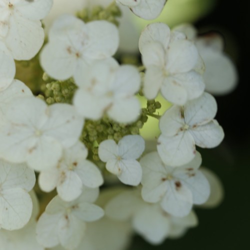 Off-white flowers with lime buds.