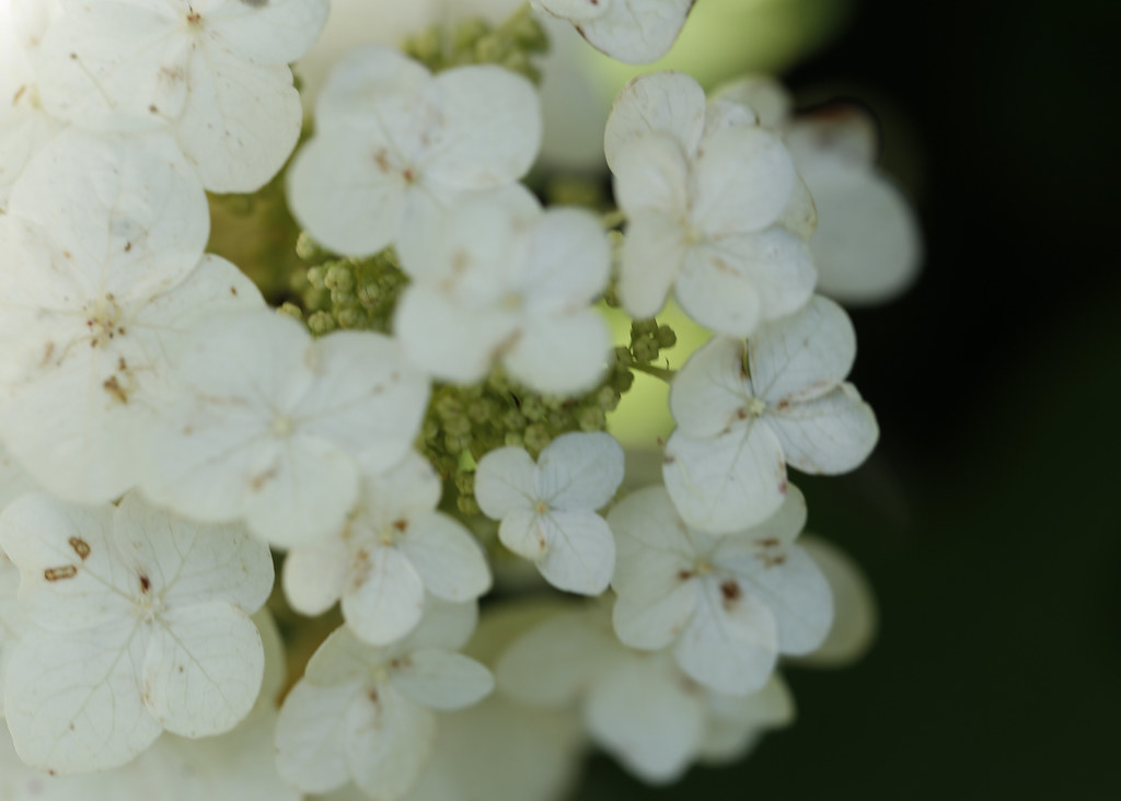 Oakleaf Hydrangea quercifolia 'Brido' SNOW FLAKE highlighting cascading clusters of pure white flowers