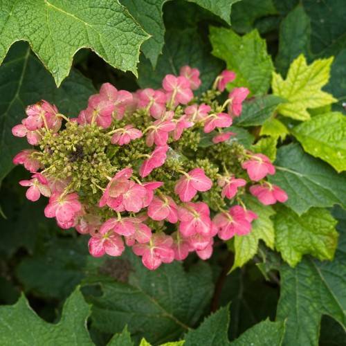 Oakleaf hydrangea quercifolia 'Amethyst' showcasing oak-like green leaves and flower clusters in shades of pink
