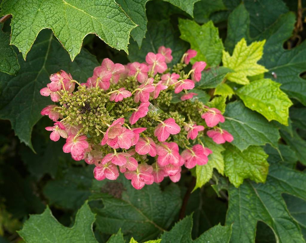 Oakleaf hydrangea quercifolia 'Amethyst' showcasing oak-like green leaves and flower clusters in shades of pink