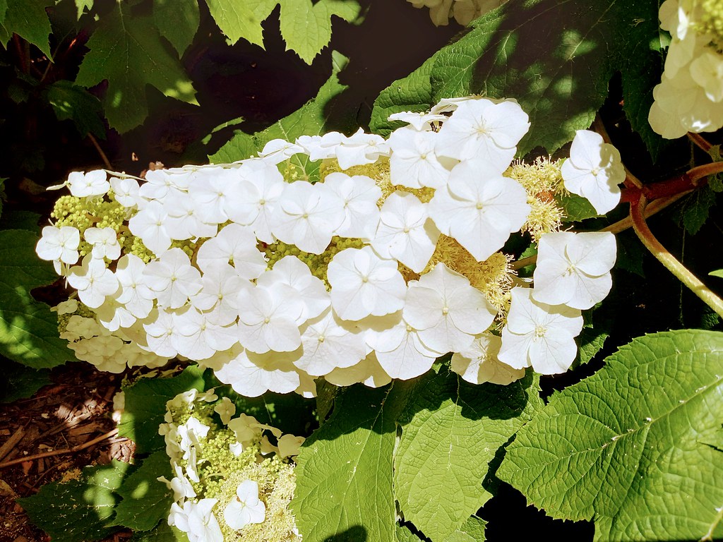 Oakleaf hydrangea quercifolia 'Brido' SNOW FLAKE showcasing large oak-shaped green leaves and elongated flower clusters in pristine white