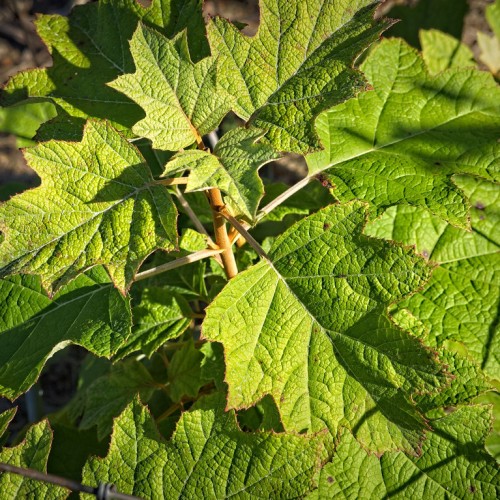 Green leaves with maroon-brown blades, off-white midrib,
beige stems and petiole,