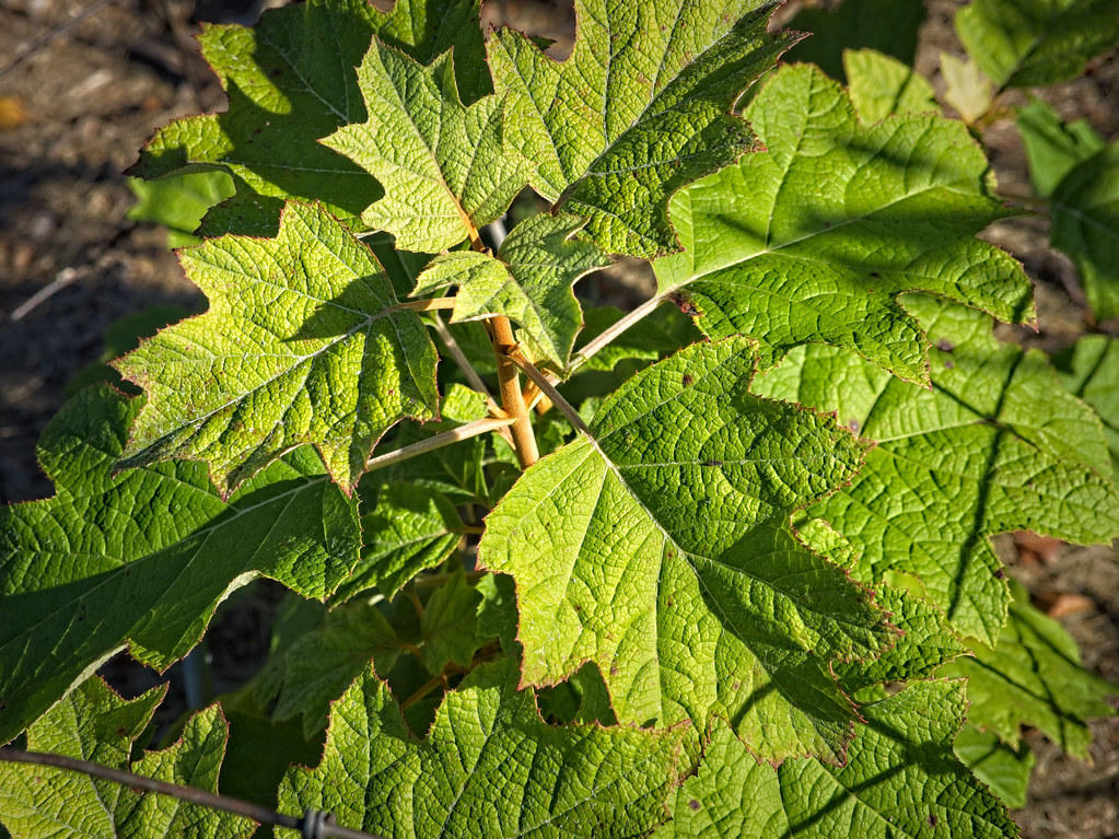 Oakleaf Hydrangea quercifolia leaves, showcasing their unique oak-like shape, vibrant green color, and distinctive veining