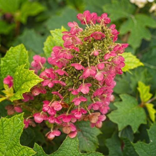 Oakleaf hydrangea quercifolia 'Munchkin' displaying compact, oak-like leaves and cone-shaped flower clusters in cream to pink colors