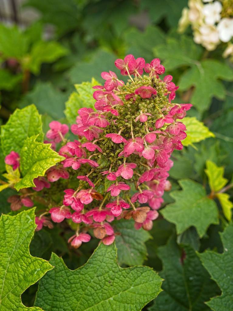 Oakleaf hydrangea quercifolia 'Munchkin'  displaying compact, oak-like leaves and cone-shaped flower clusters in cream to pink colors